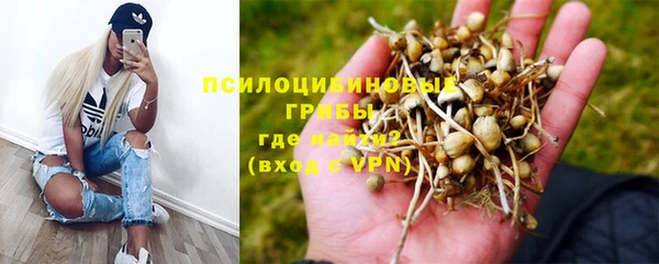прущие грибы Богородск